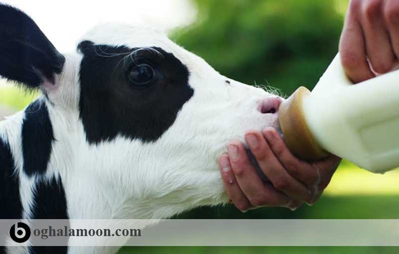 بررسی pH شیردان و تغذیه با شیر در گوساله