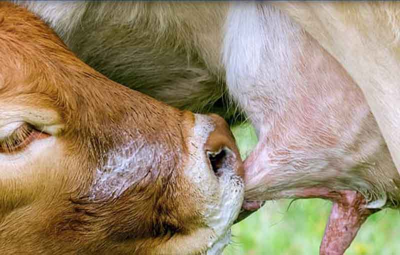 تغذیه طولانی مدت گوساله ها با آغوز