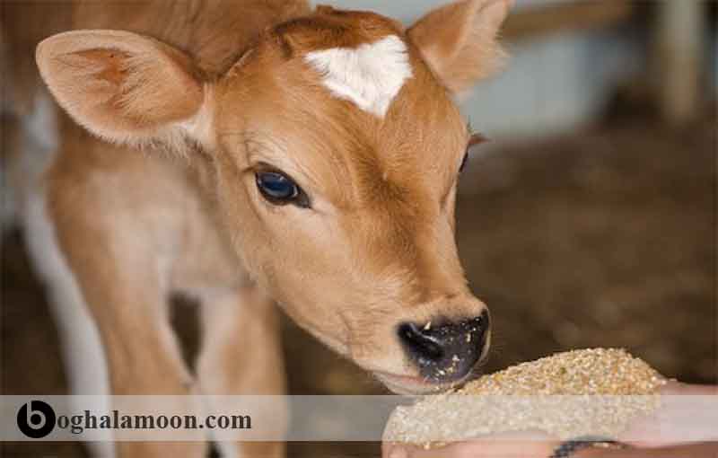 تغذیه گوساله با جایگزین شیر
