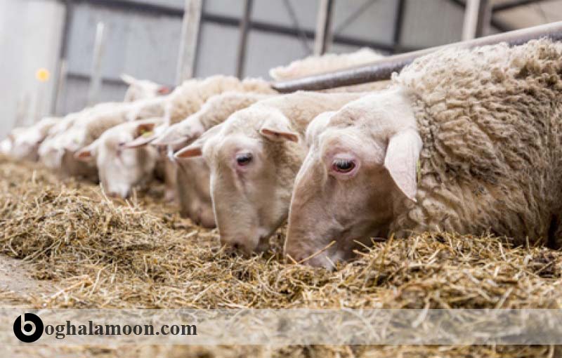اصول تهیه جیره متعادل گوسفندان