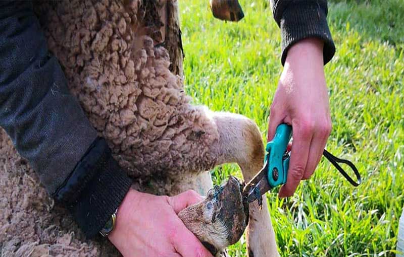 روشهای نظافت سم گوسفند