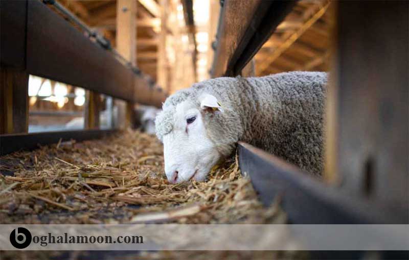 هر آنچه که در مورد رکوردگیری و اصلاح نژاد در گوسفند باید بدانید