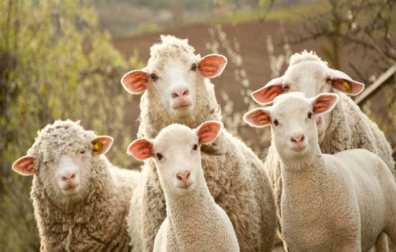 شناسائی و آشنایی با اندام ظاهری گوسفند
