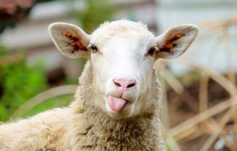 عوامل مؤثر در مرغوبیت گوشت گوسفند
