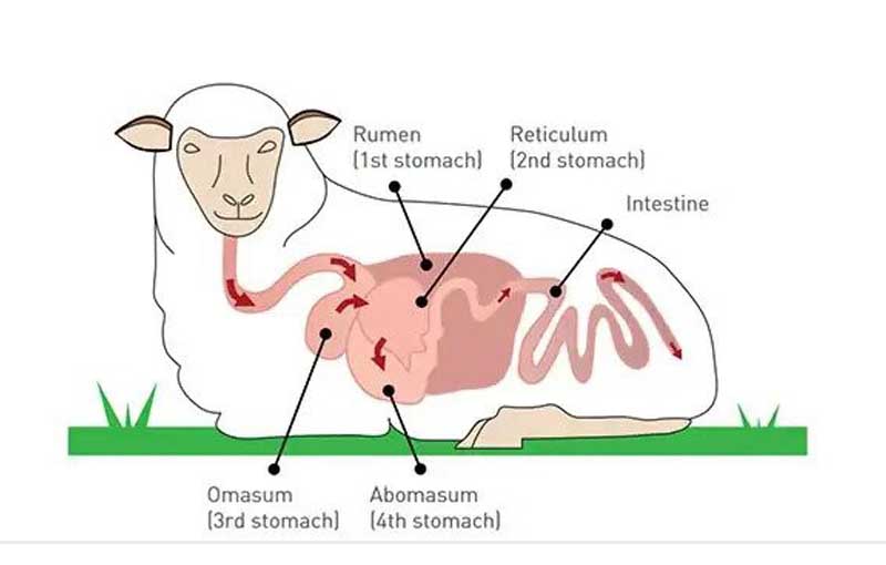 لوله گوارشی و ترشحات گوارشی در گوسفندان