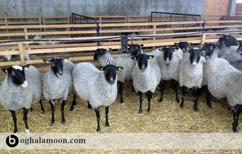 محاسن و معایب پرورش گوسفند