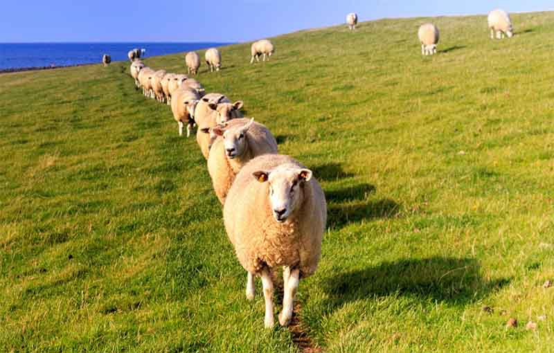 مراتع در پرورش گوسفند - انواع مرتع