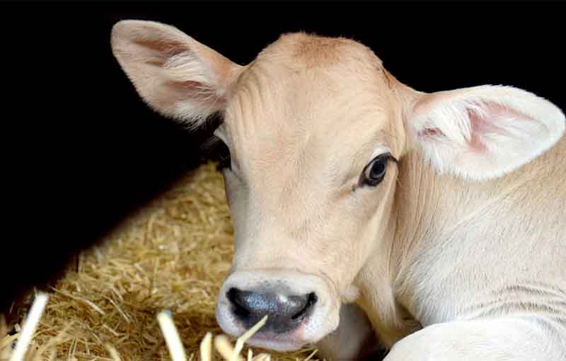 مصرف مایعات در گوساله شیرهای ضایعاتی در تغذیه گوساله