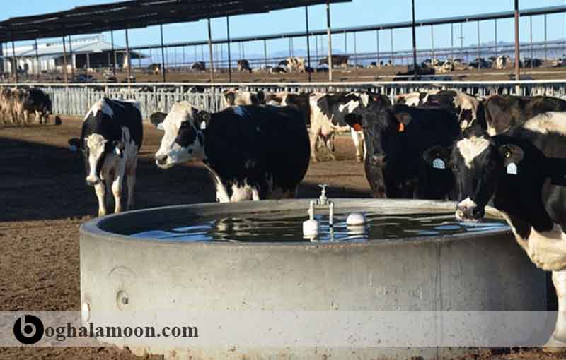 روش­های مصرف مایعات در گوساله ها واستفاده از شیرهای ضایعاتی