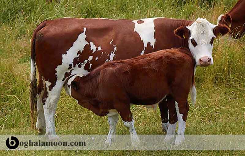 مقدمات از شیرگیری گوساله