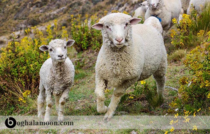 نقش هورمون­ها در تولید مثل گوسفندان
