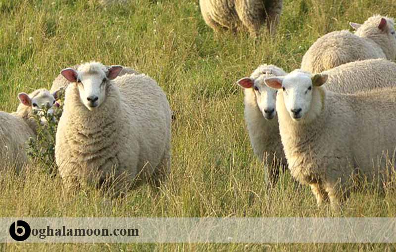 آشنایی با روش­های مختلف پرورش گوسفند