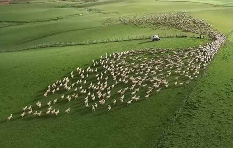 همه چیز در مورد پرورش گوسفند