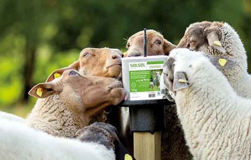 ویتامین مورد نیاز گوسفند , عوامل مغذی مورد احتیاج گوسفند