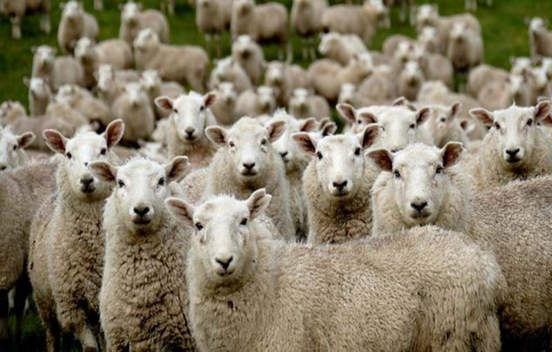 پرواربندی گوسفند