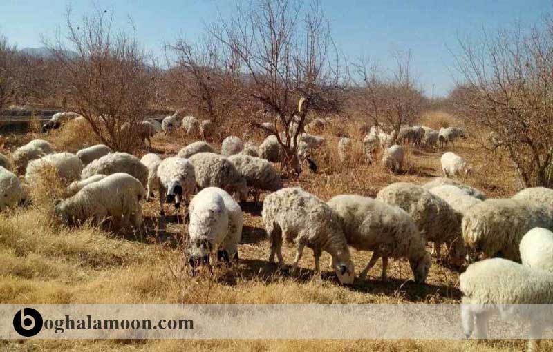پرورش گوسفندان جوان نر پرورش گله داشتی گوسفند