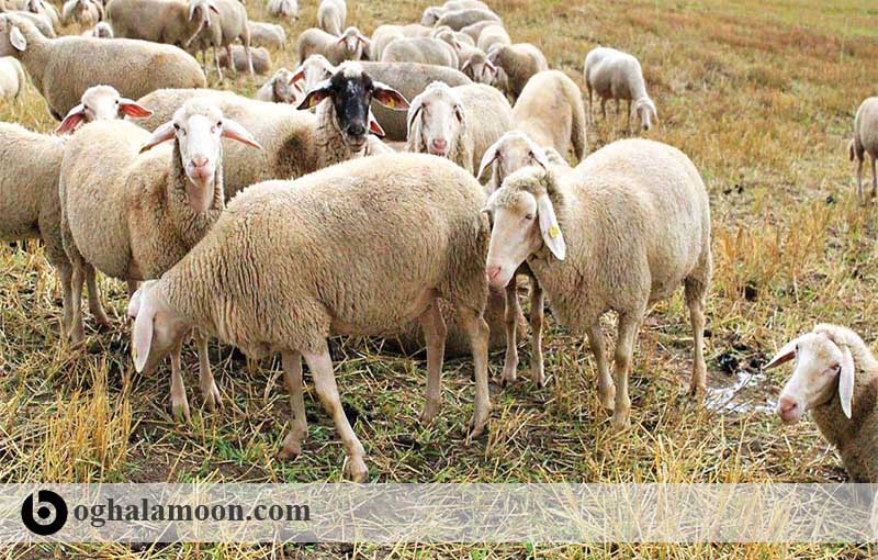 چرای گوسفند