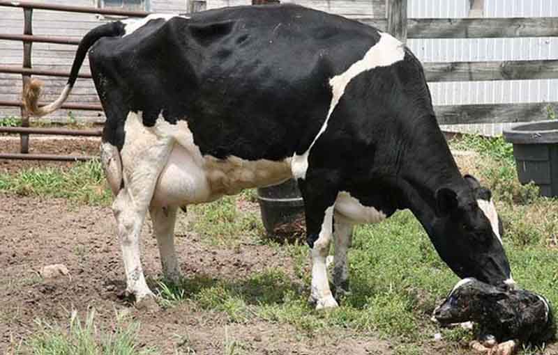 کیفیت آغوز در گاوهای با مشکل جفت ماندگی پروتئین های آغوز