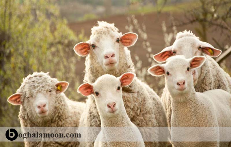 گله داری و پرورش گوسفند در ایران
